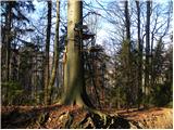 Jelševica - Črni vrh (Čemšeniška planina)